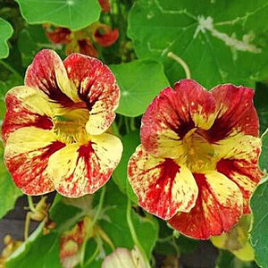 Heirloom Red Yellow Nasturtium Flower Seeds for Planting – Non-GMO, High Germination, Edible Garden Blooms