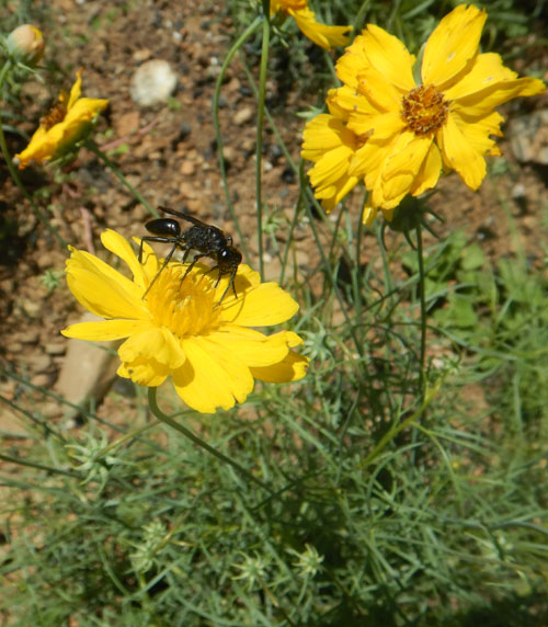 Heirloom Greenthread Seeds – Non-GMO Flower Seeds for Planting | High Germination Organic Garden Blooms