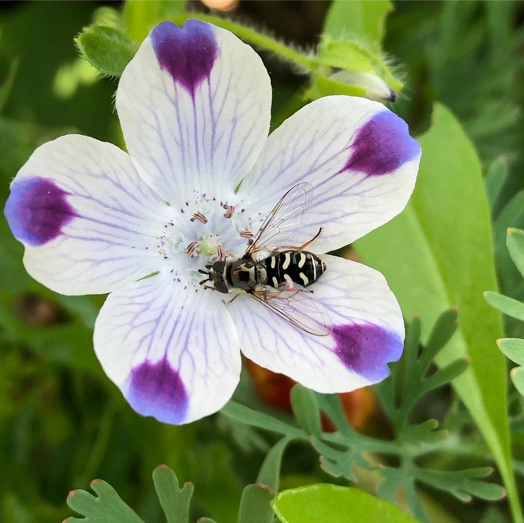 blue baby flower seeds