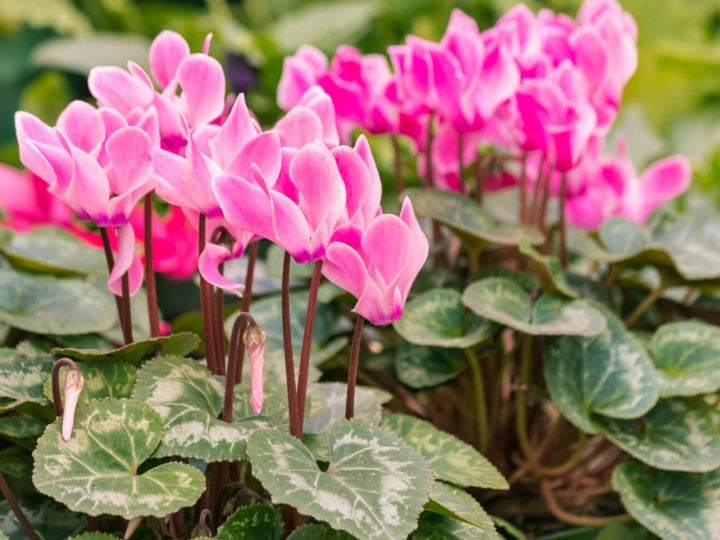 Mørkelyserøde Cyclamen blomsterfrø til plantning - 100 stk