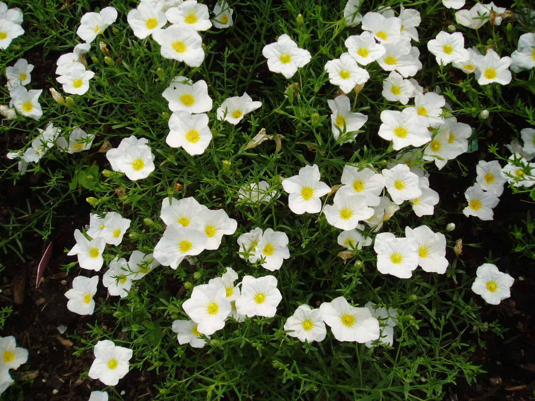 heirloom nierembergia flower seeds