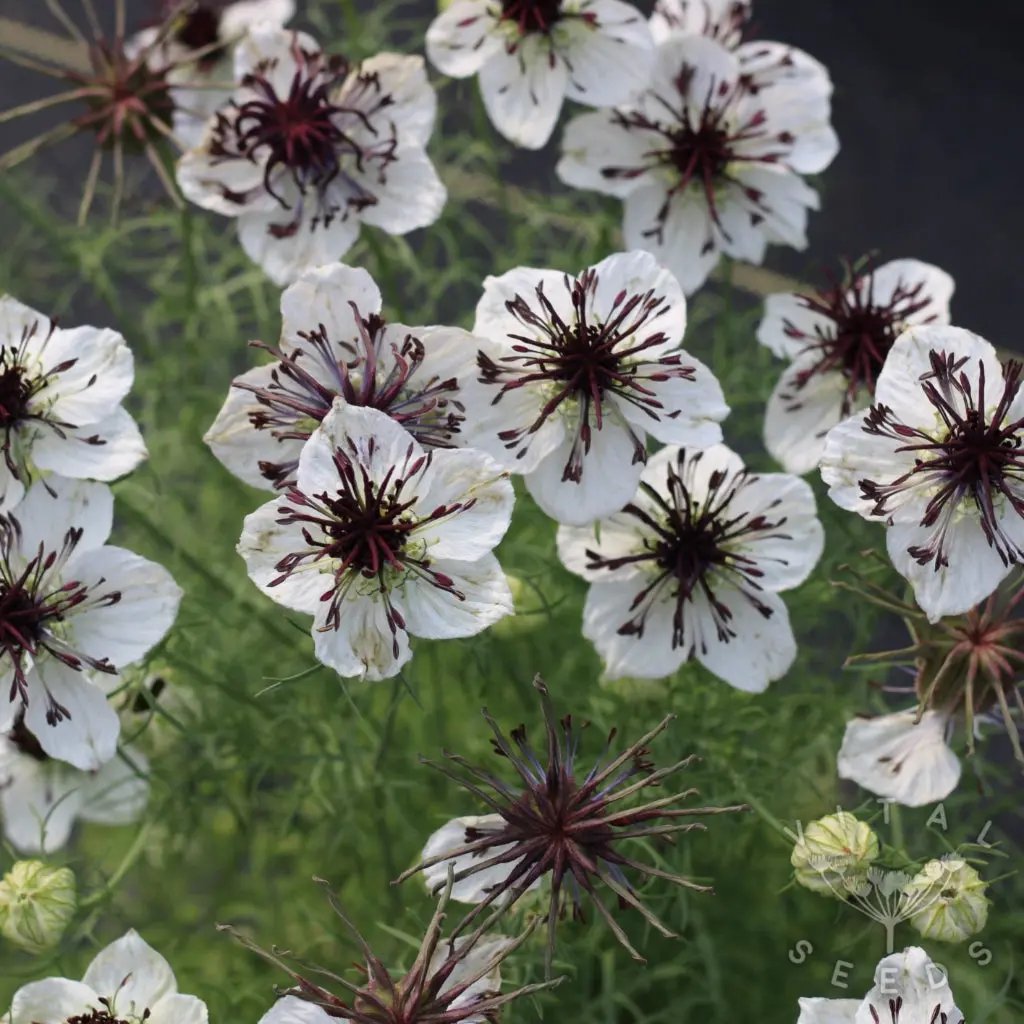 white nigella flower seeds