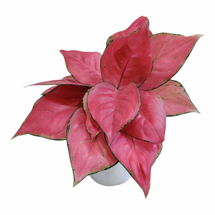 Heirloom Non-GMO Aglaonema Plant Seeds for Planting – Decorative Low-Light Foliage for Indoor Gardens