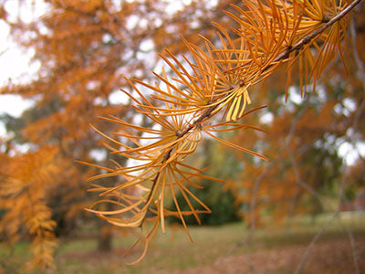 Orange Larch Plant Seeds for Planting - 100 pcs