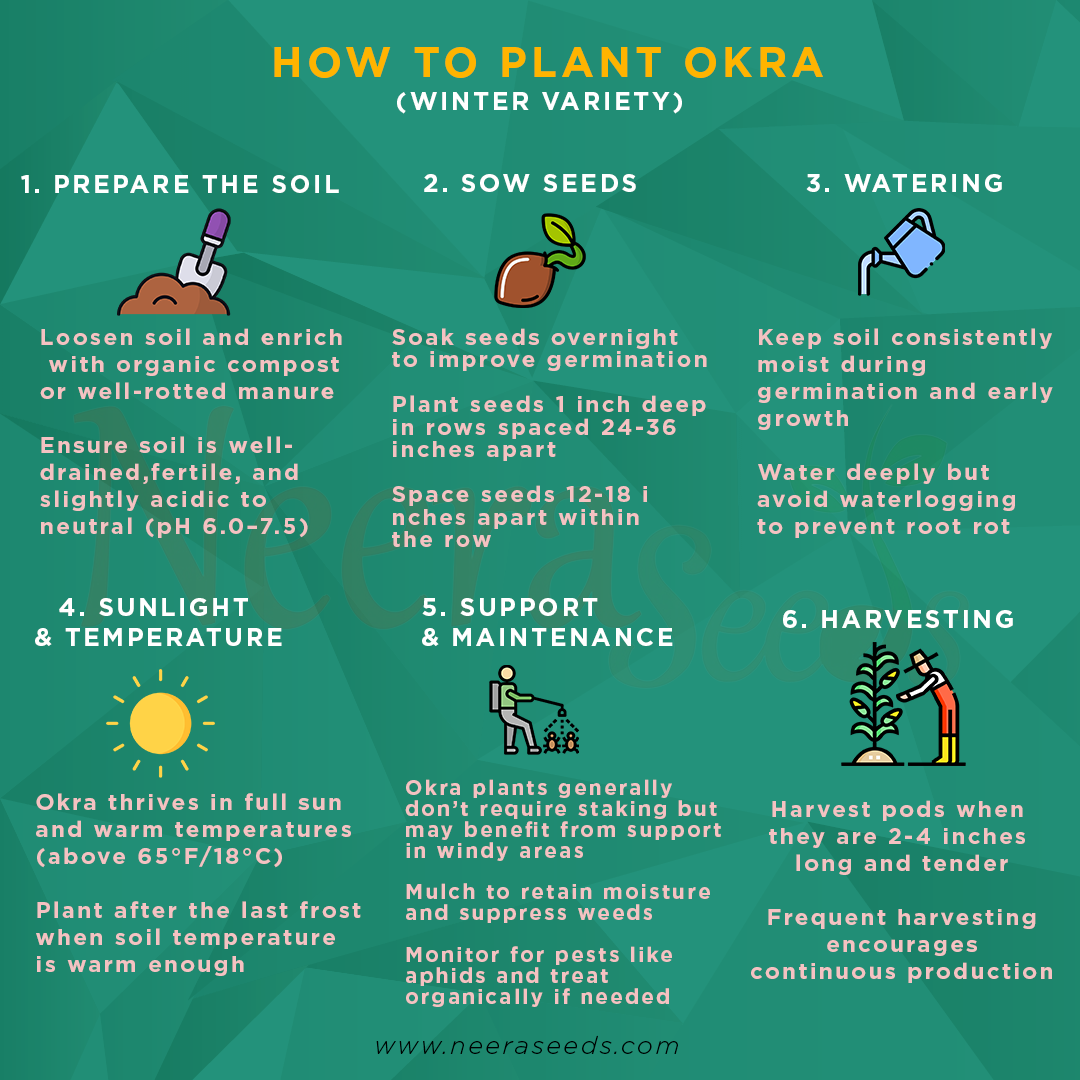 should okra seeds be soaked before planting Okra (Winter Variety) Seeds for Planting – Heirloom, Non-GMO Vegetable – Neeraseeds