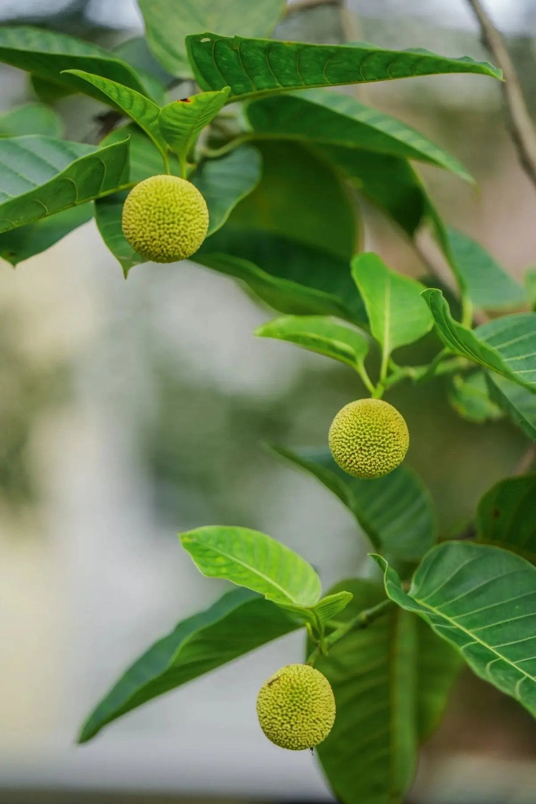 green anthocephalus flower seeds