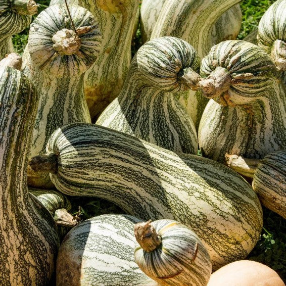 Cushaw Pumpkin Vegetable Seeds for Planting – Heirloom, Non-GMO, High Germination Organic Seeds