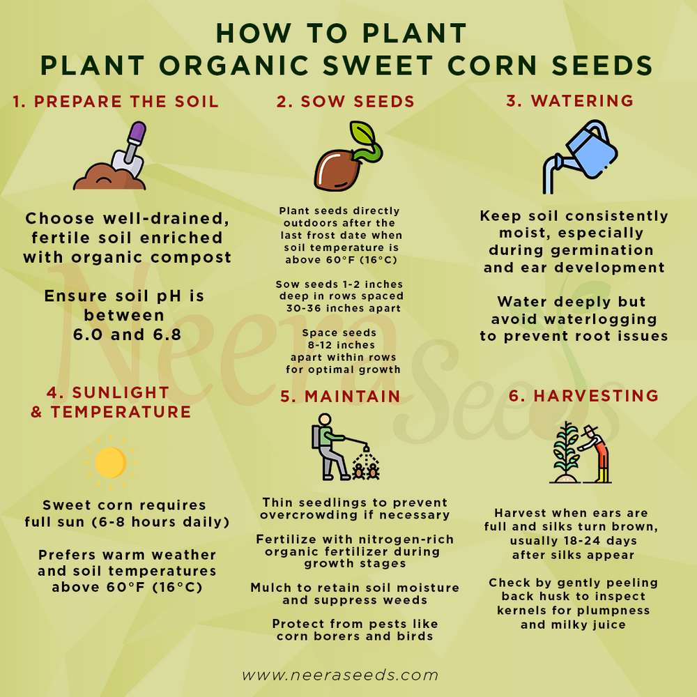 saving corn seeds for planting Organic Sweet Corn Seeds for Planting – High-Yield, Non-GMO Vegetable – Neeraseeds