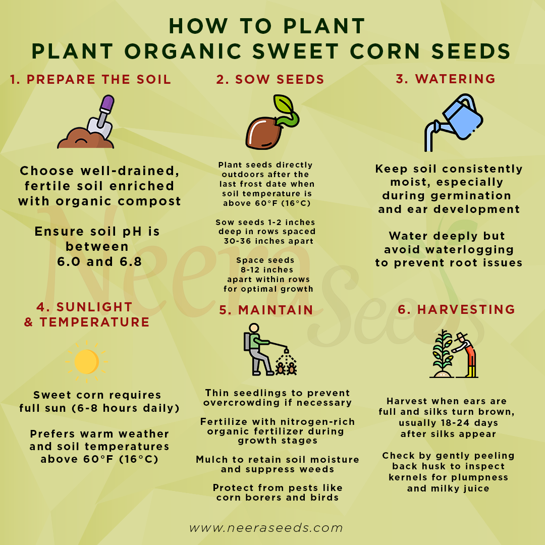Organic Sweet Corn Seeds for Planting – High-Yield, Non-GMO Vegetable Seeds for Home Garden & Farm Use