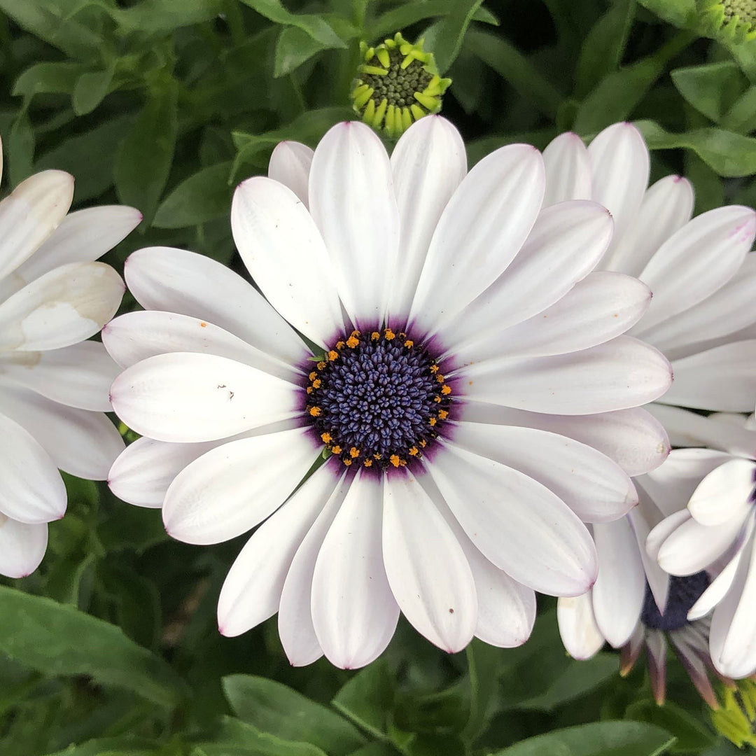 osteospermum flower flower seeds