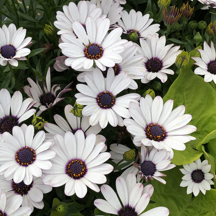 Osteospermum Flower Seeds, Heirloom, Non-GMO Seeds for Planting