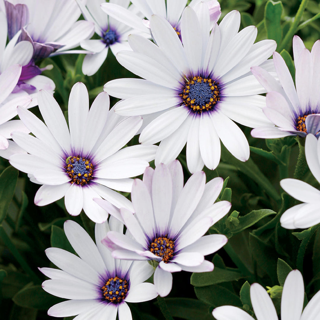 Osteospermum Flower Seeds, Heirloom, Non-GMO Seeds for Planting