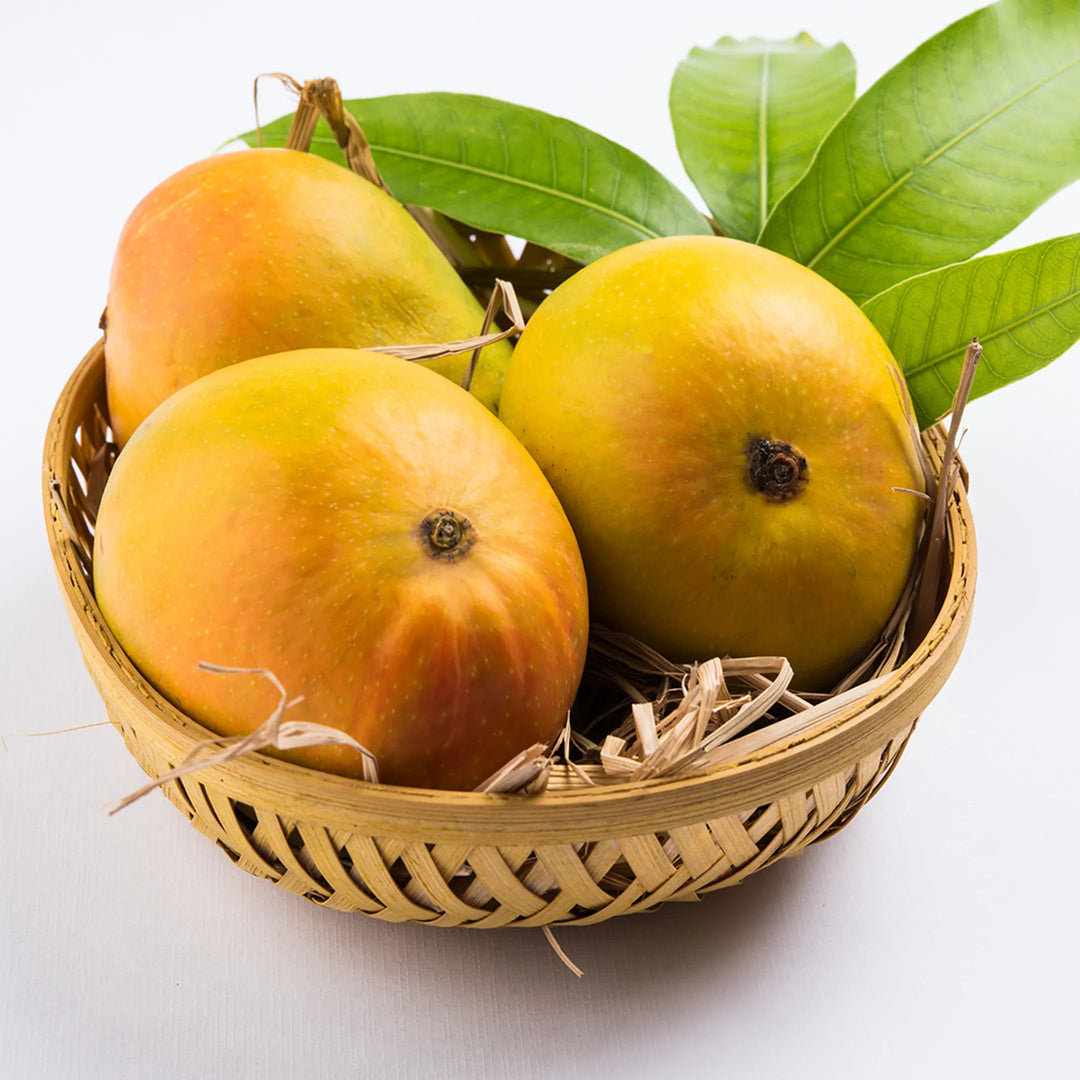 Alphonso Mango Fruit Seeds – Heirloom Hapus Variety, Sweet Tropical Mangoes for Garden Planting