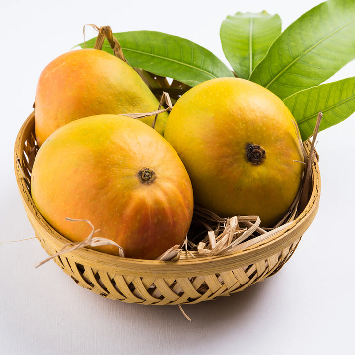 Alphonso Mango Fruit Seeds – Heirloom Hapus Variety, Sweet Tropical Mangoes for Garden Planting