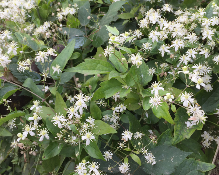 Old Man’s Beard Flower Seeds – Heirloom, Non-GMO, High Germination Feathered Organic Garden Seeds for Planting