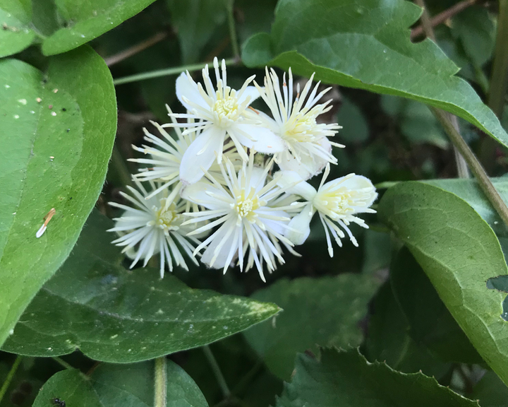 Old Man’s Beard Flower Seeds – Heirloom, Non-GMO, High Germination Feathered Organic Garden Seeds for Planting