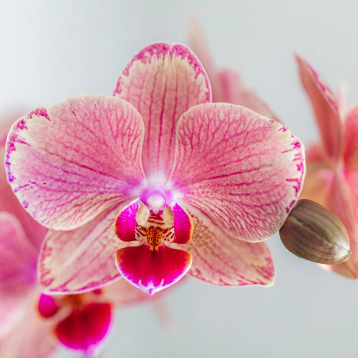 Orange Pink Pirate Picotee Phalaenopsis Orchid Flower Seeds for Planting – Heirloom Non-GMO