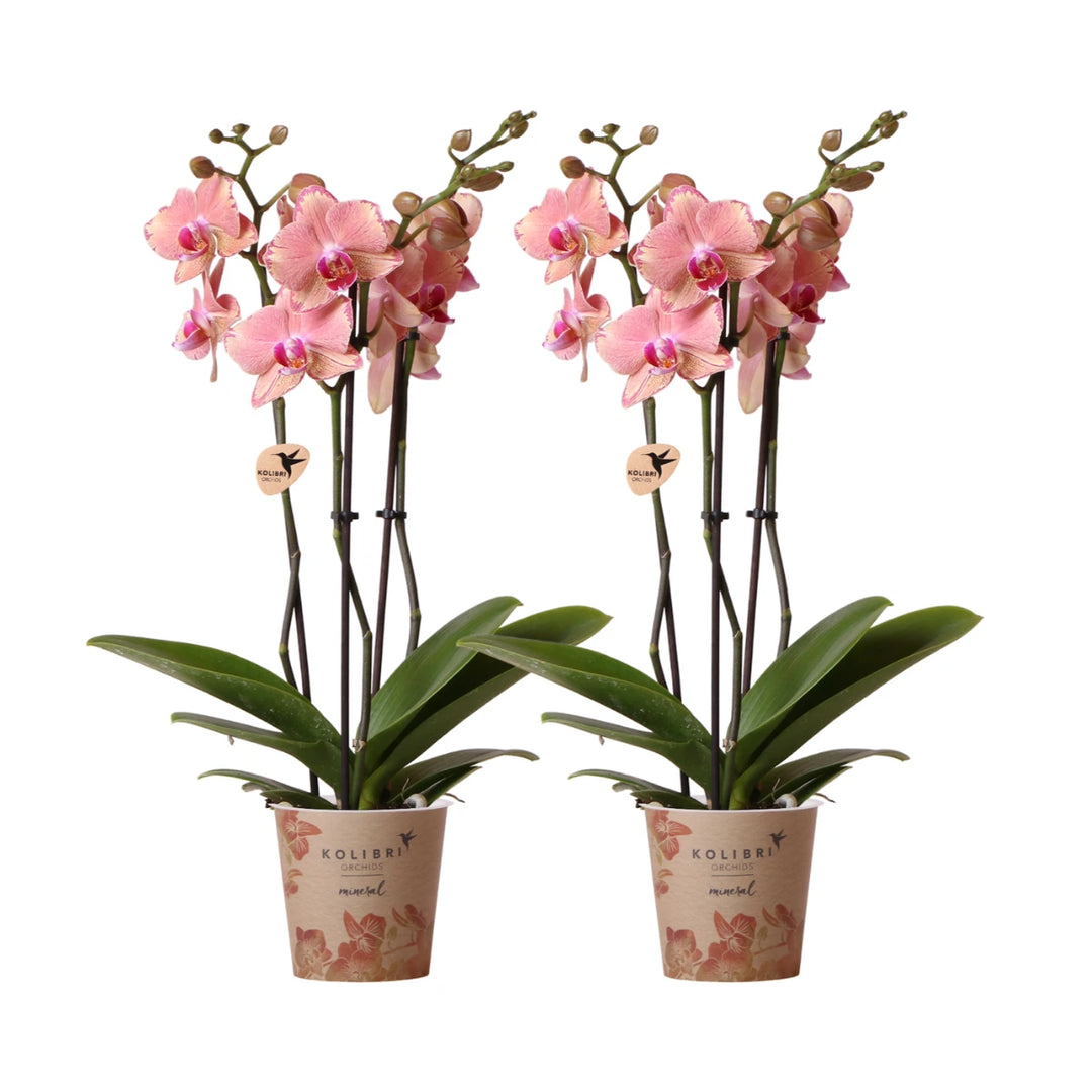 Orange Pink Pirate Picotee Phalaenopsis Orchid Flower Seeds for Planting – Heirloom Non-GMO