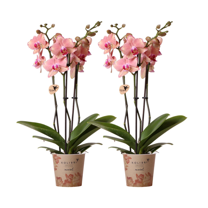 Orange Pink Pirate Picotee Phalaenopsis Orchid Flower Seeds for Planting – Heirloom Non-GMO