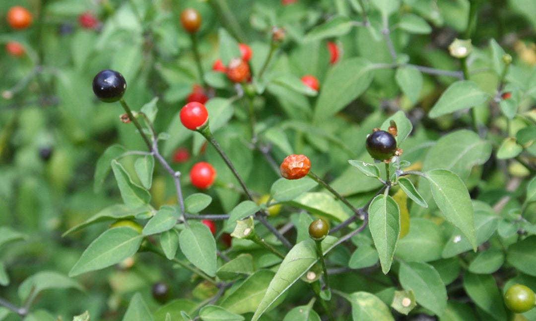 Chilitepin Pepper Seeds for Planting - Heirloom, Non-GMO, High Germination, Organic Garden Seeds