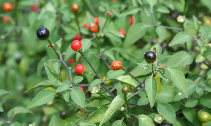 Chilitepin Pepper Seeds for Planting - Heirloom, Non-GMO, High Germination, Organic Garden Seeds