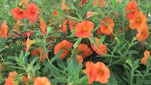 Orange Petunia Flower Seeds for Planting – Heirloom, Non-GMO, High Germination Organic Garden Seeds