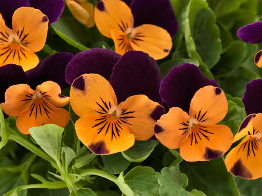 Orange Violet Pansy Flower Seeds for Planting - 100 pcs