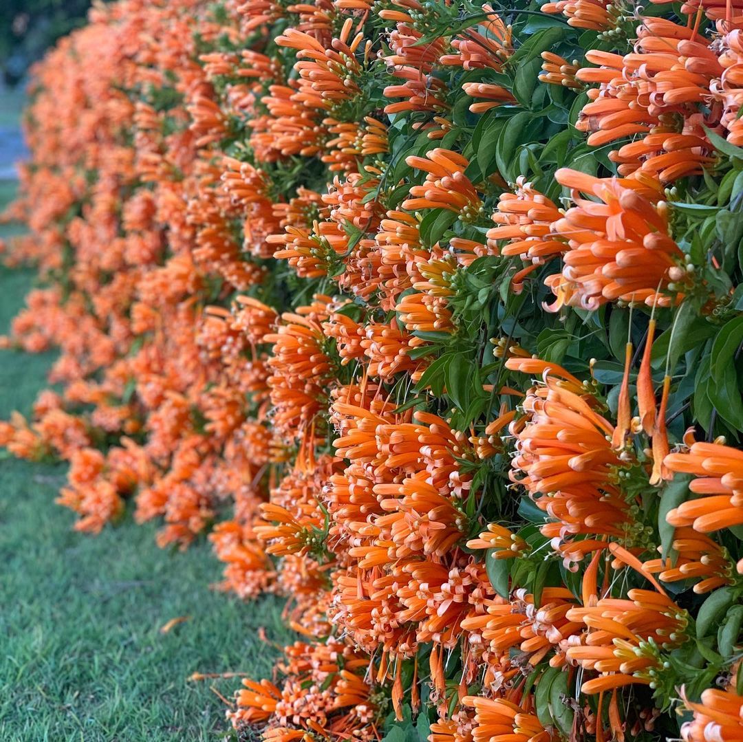 Heirloom Non-GMO Red Pyrostegia Venusta Flower Seeds for Planting – Climbing Vine Seeds