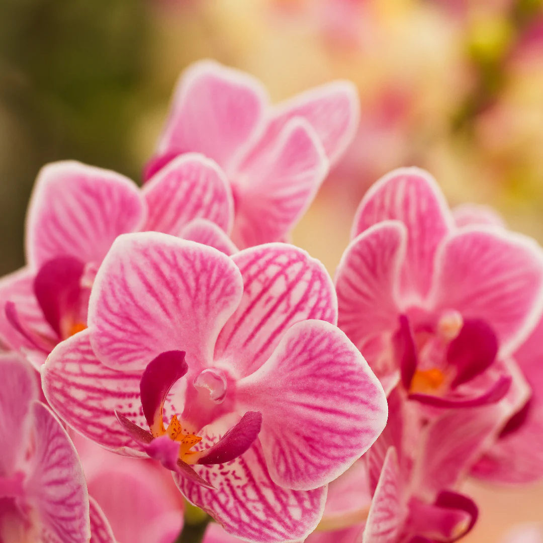 pink heirloom flower seeds
