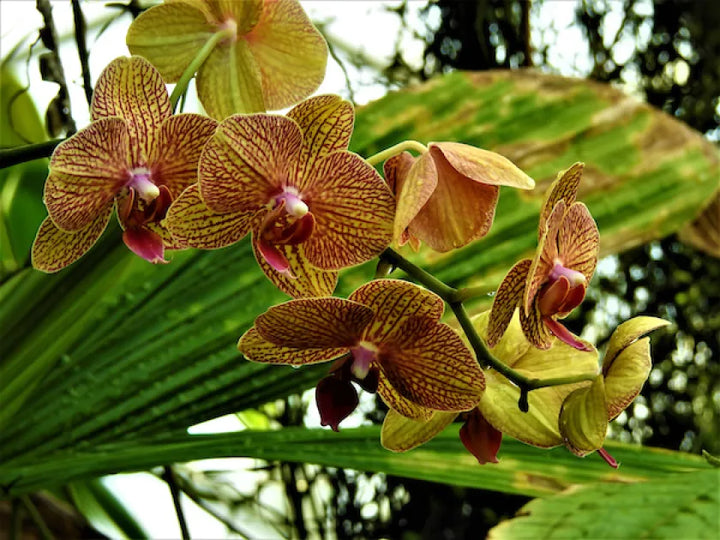 Green Brown Phalaenopsis Orchid Flower Seeds for Planting – Non-GMO High Germination Garden Seeds