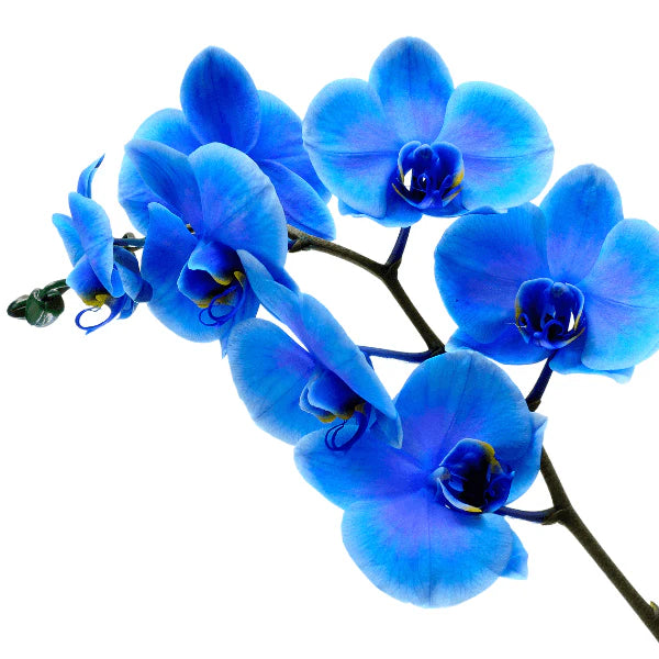 Organic Blue Phalaenopsis Orchid Flower Seeds for Planting – Heirloom, Non-GMO Seeds