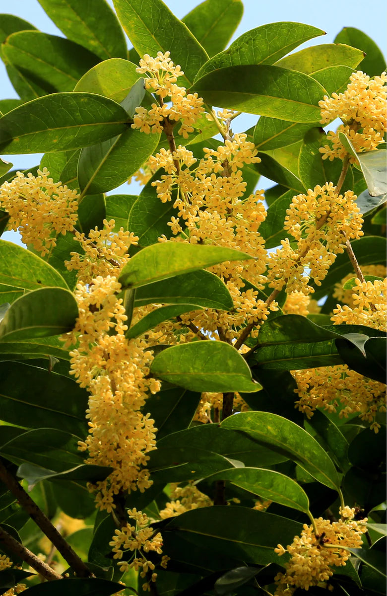 Yellow Osmanthus Flower Seeds for Planting – Heirloom Non-GMO Seeds