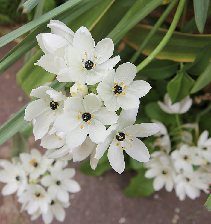 star of bethlehem flower seeds Organic Star of Bethlehem Flower Seeds for Planting – Heirloom, Non-GMO