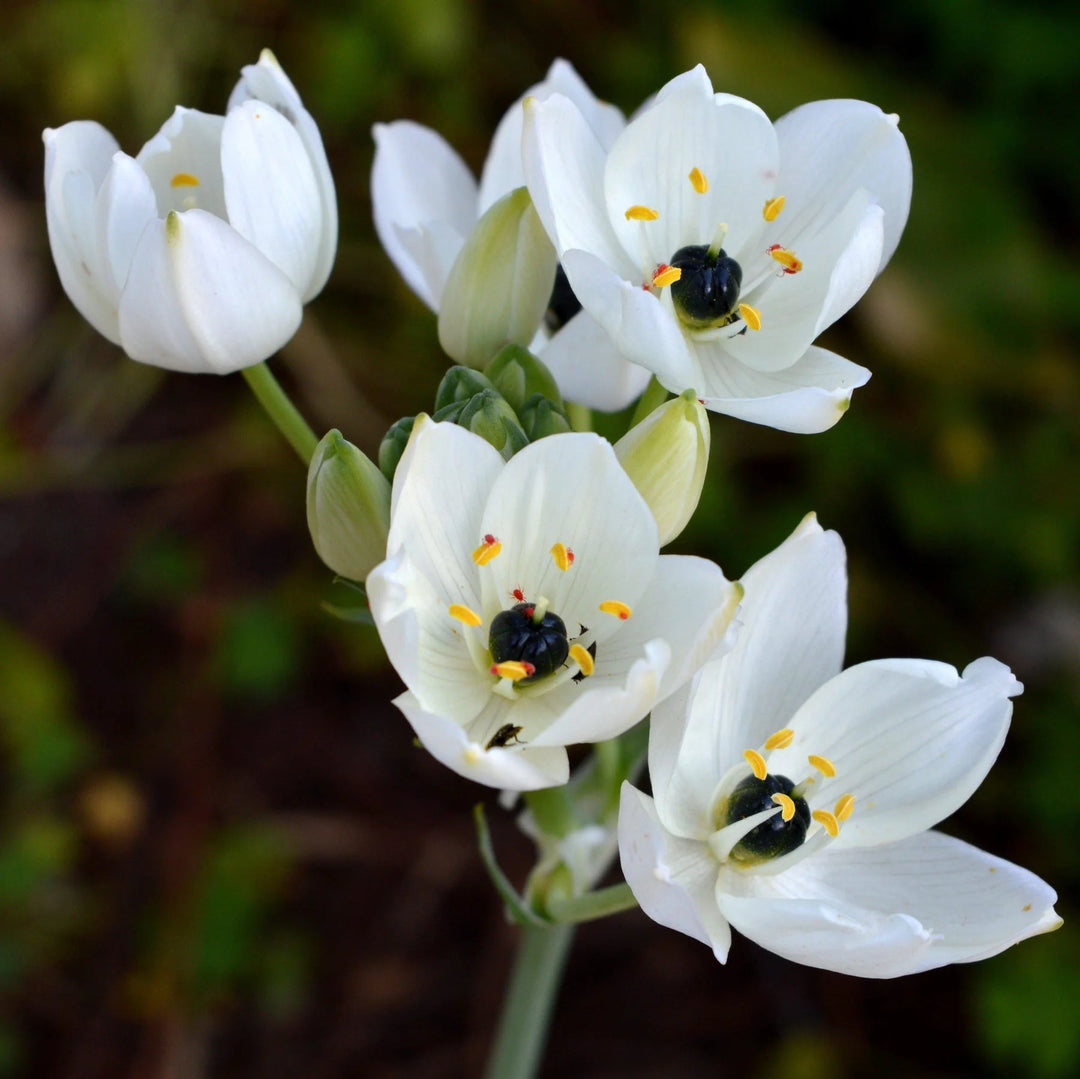 organic star flower seeds