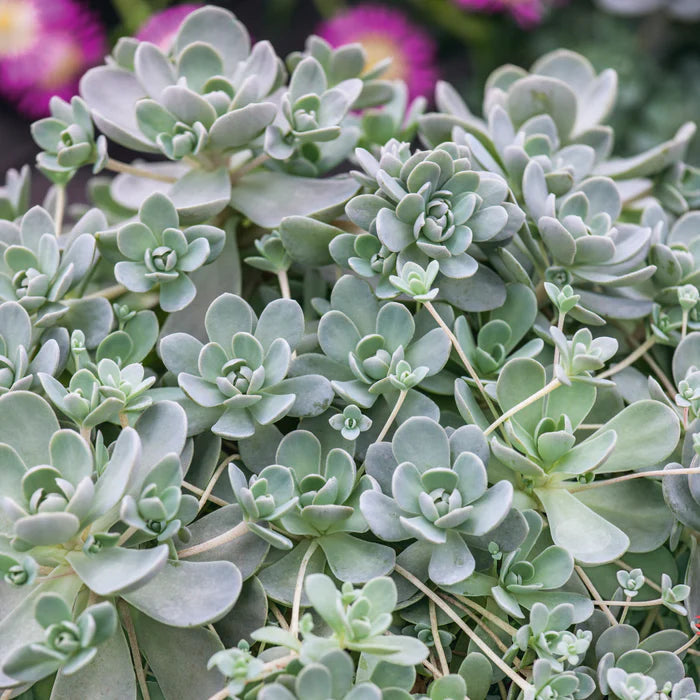 orostachys flower flower seeds