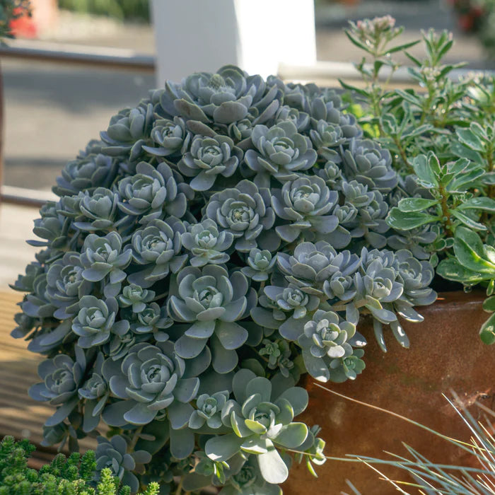 Orostachys Flower Seeds – Heirloom, Non-GMO, High Germination Organic Garden Seeds for Planting