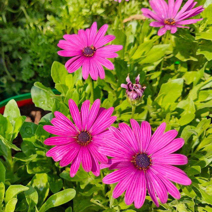 Osteospermum Blomsterfrø til Plantning Pink 100 stk