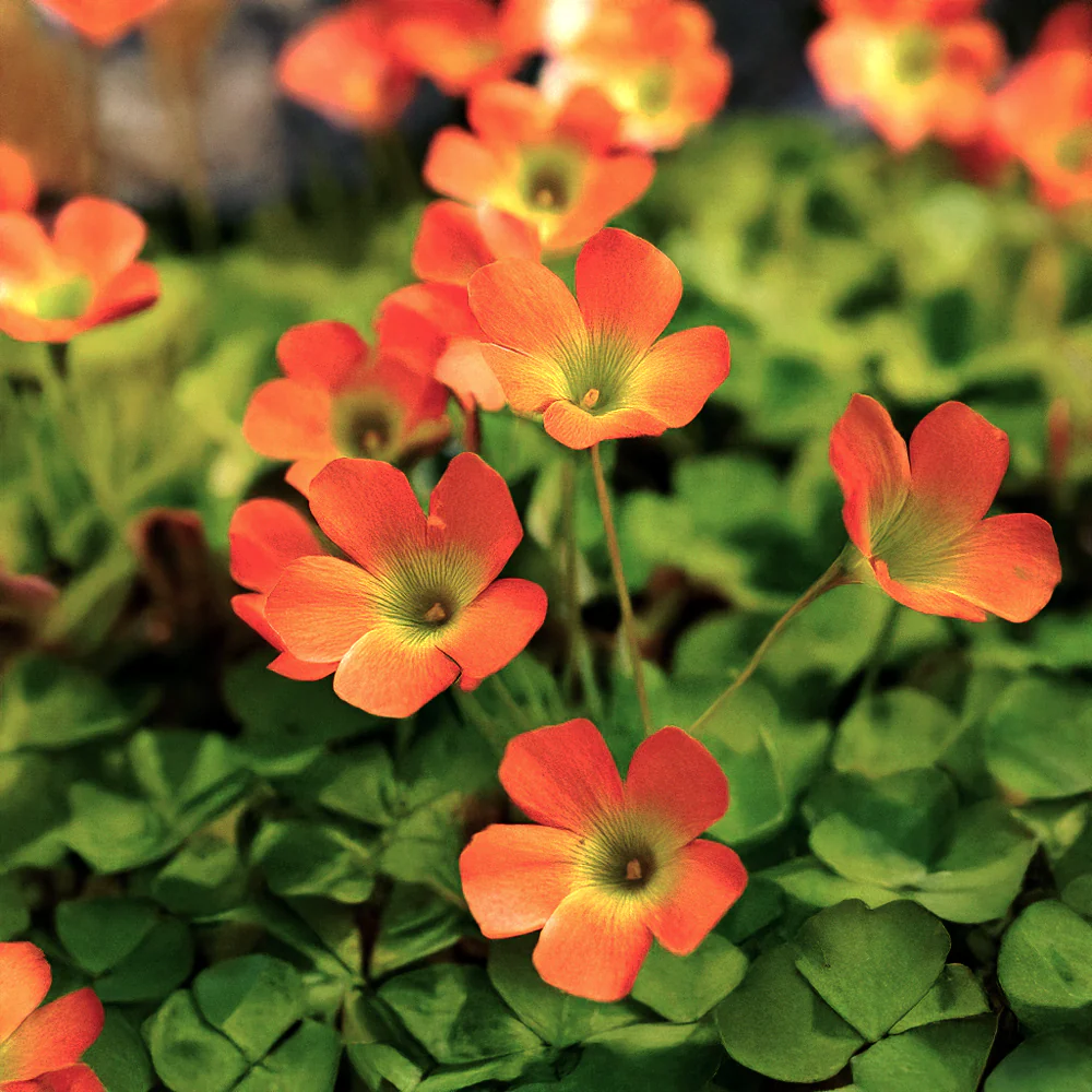 red purple flower seeds