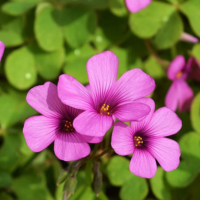 Oxalis Flower Seeds for Planting – Heirloom Non-GMO Colorful Hardy Garden Blooms