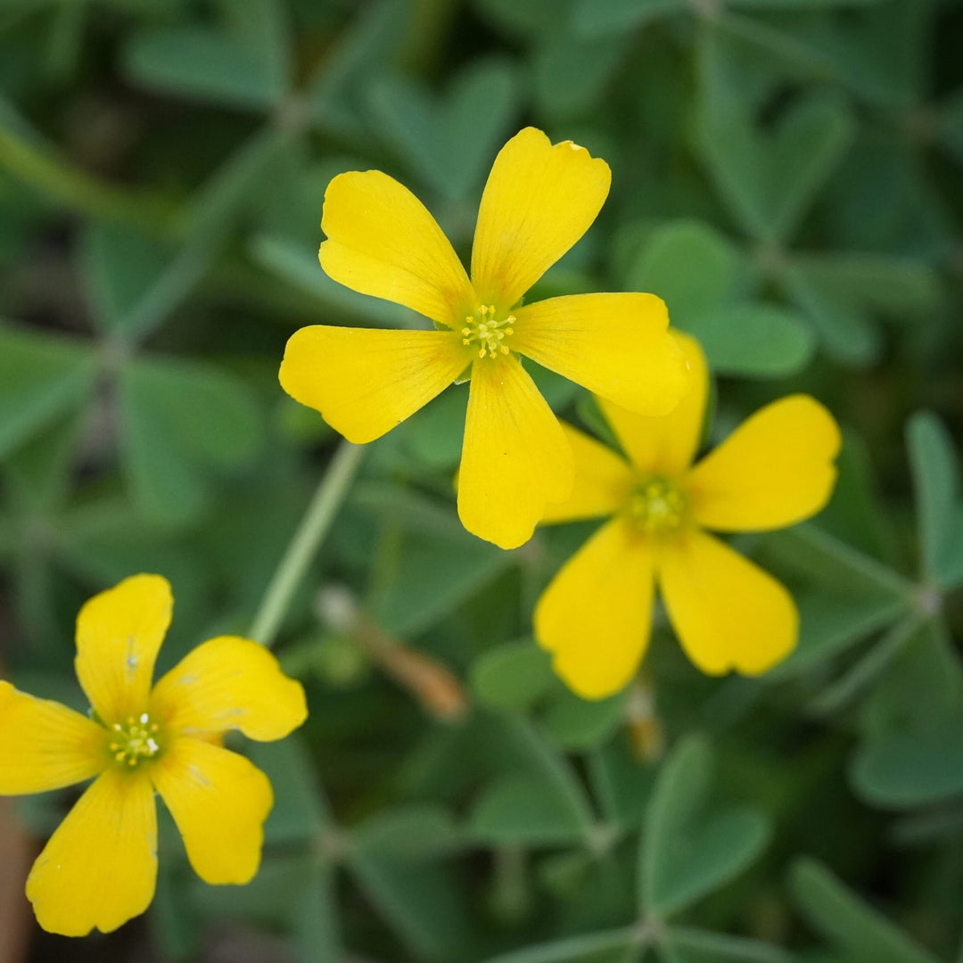 Yellow Oxalis Laciniata Flower Seeds for Planting - 100 pcs