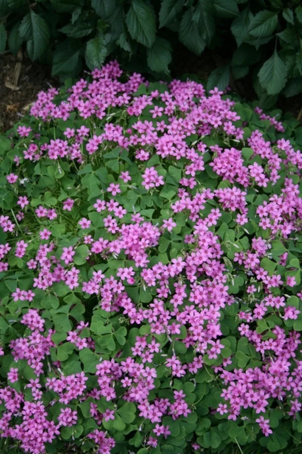 Oxalis Spring Flower Seeds – Heirloom, Non-GMO Seeds for Planting Bright Seasonal Blooms
