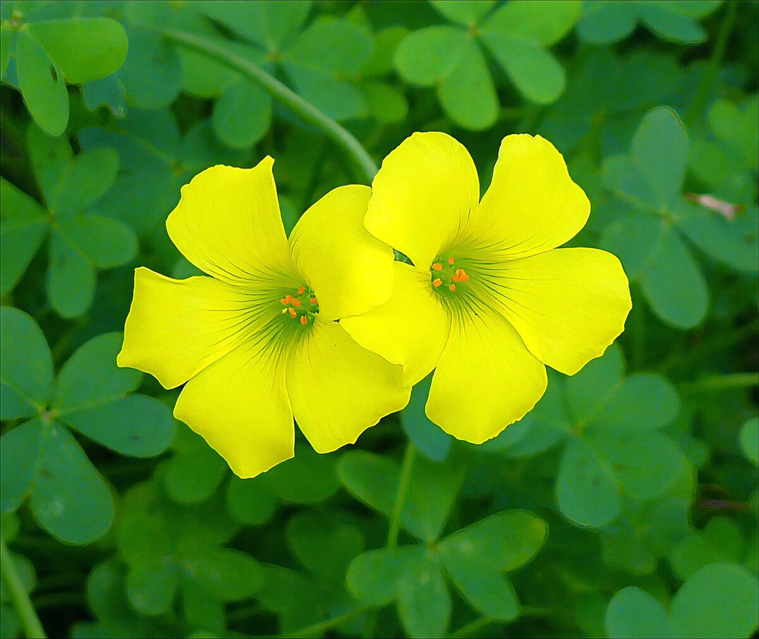 Afrikanske Oxalis Blomsterfrø 10 til udplantning 100 stk