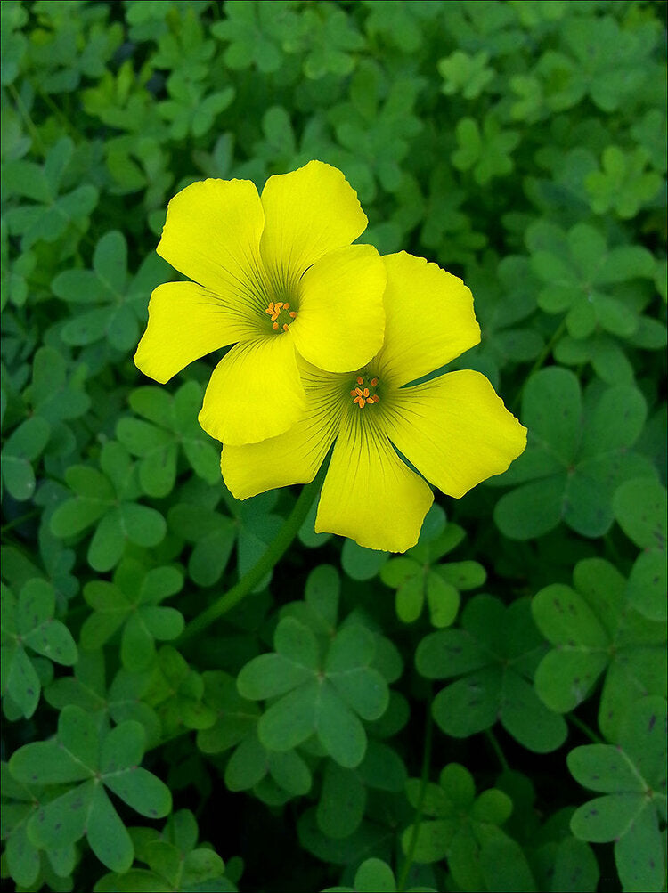 Yellow Oxalis Laciniata Flower Seeds - 100 pcs