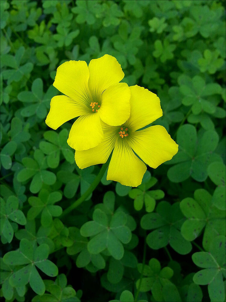 Gule Oxalis Laciniata Blomsterfrø - 100 stk