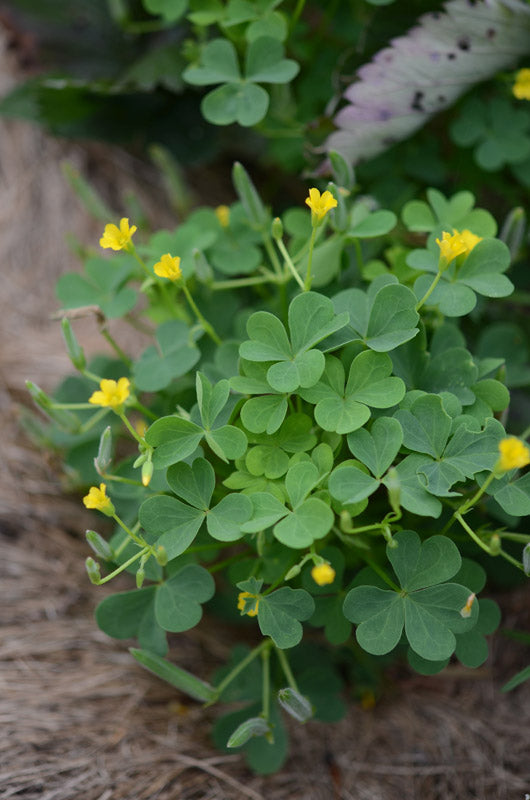 Yellow Oxalis Laciniata Flower Seeds - 100 pcs