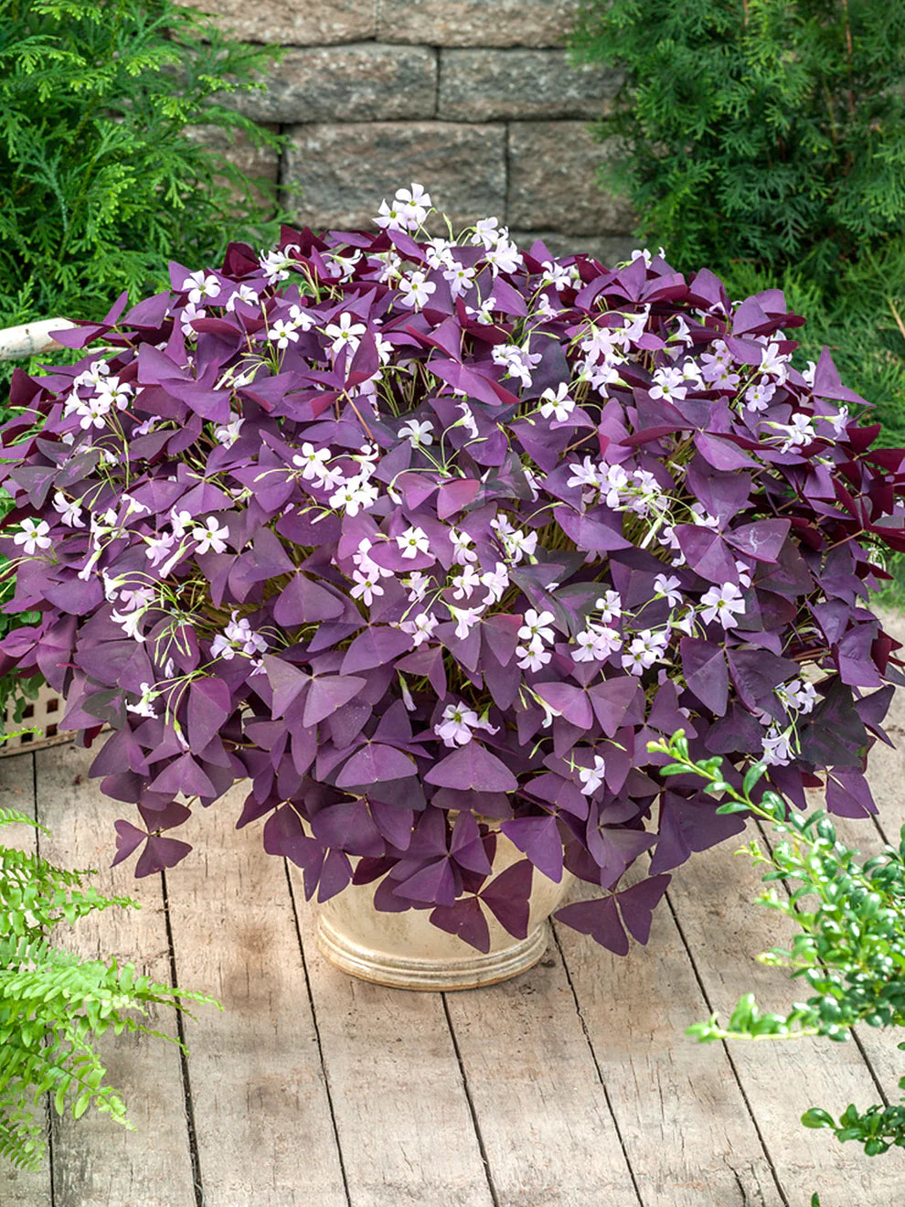 red purple flower seeds