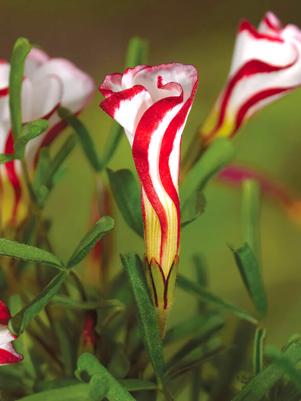 oxalis oxalis flower seeds