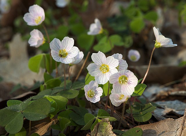 Oxalis Acetosella Blomsterfrø til udplantning - 100 stk