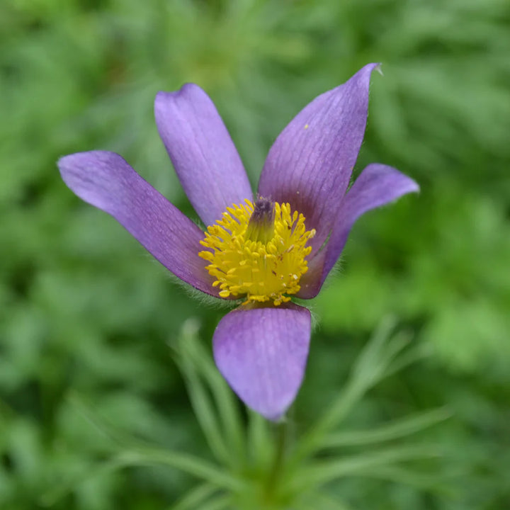 Pasque Flower Seeds for Planting, Fresh, 100 pcs