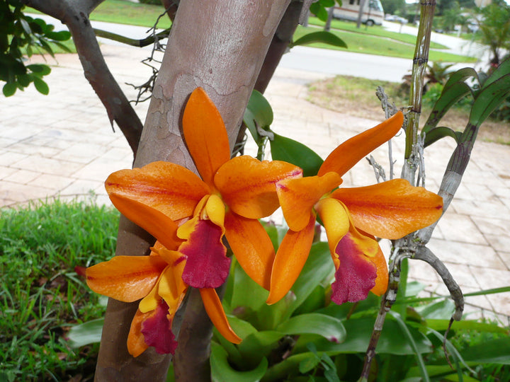 Friske Cattleya blomsterfrø til udplantning, Orange 100 stk